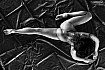 2019 IPS - NUDE PHOTOGRAPHY 