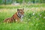 [ Tygr ussurijský též známý jako tygr sibiřský, amurský, altajský, korejský, mandžuský je největší známou kočkovitou šelmou a po medvědu kodiakovi a ledním medvědovi třetí největší šelmou vůbec. Pochází od názvu řeky Ussuri v Rusku, která protéká oblastí, v níž se tygr ussurijský dnes převážně vyskytuje. ]